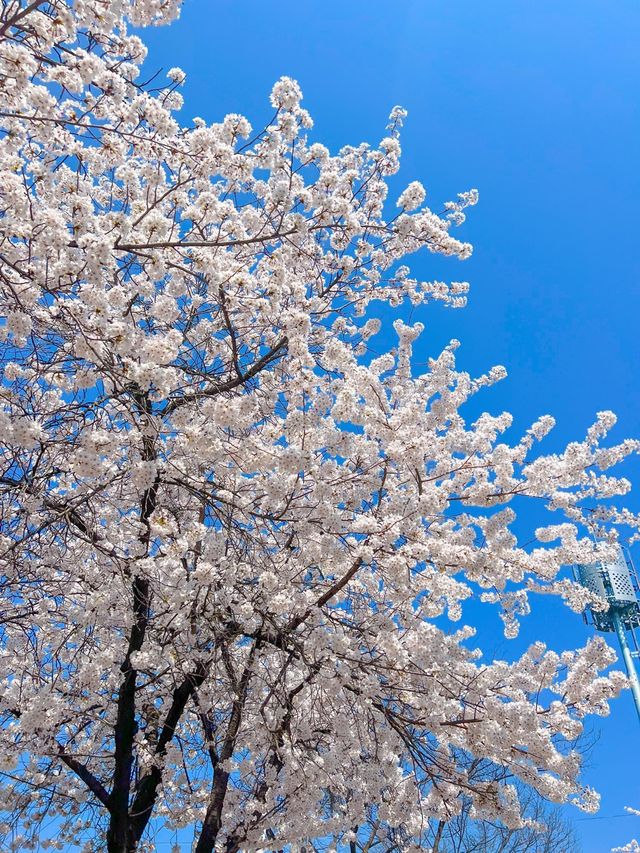 하얀 팝콘과 핑크 물결의 봄꽃 구경🌸🤍💞