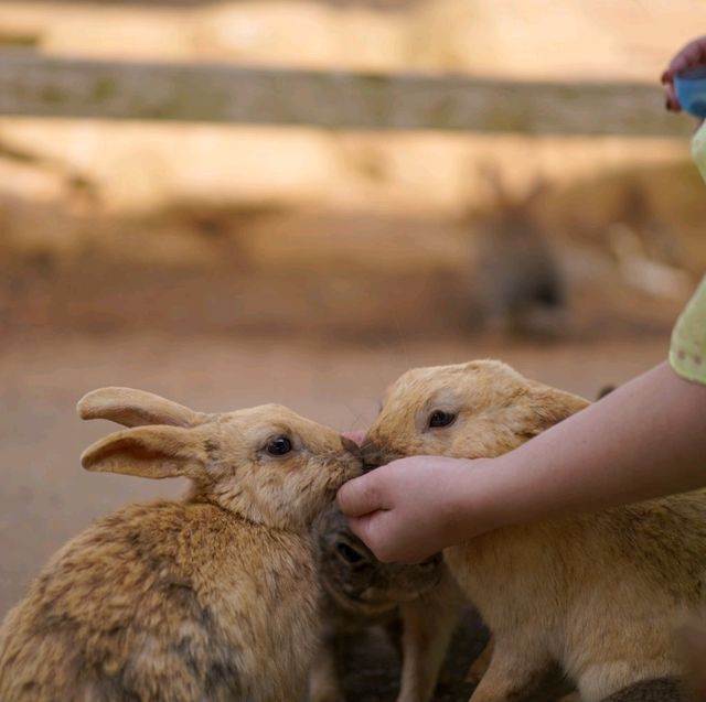 Hopping Haven: Rabbit Feeding Joy at Nokonoshima