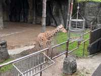 體力挑戰遊台北動物園