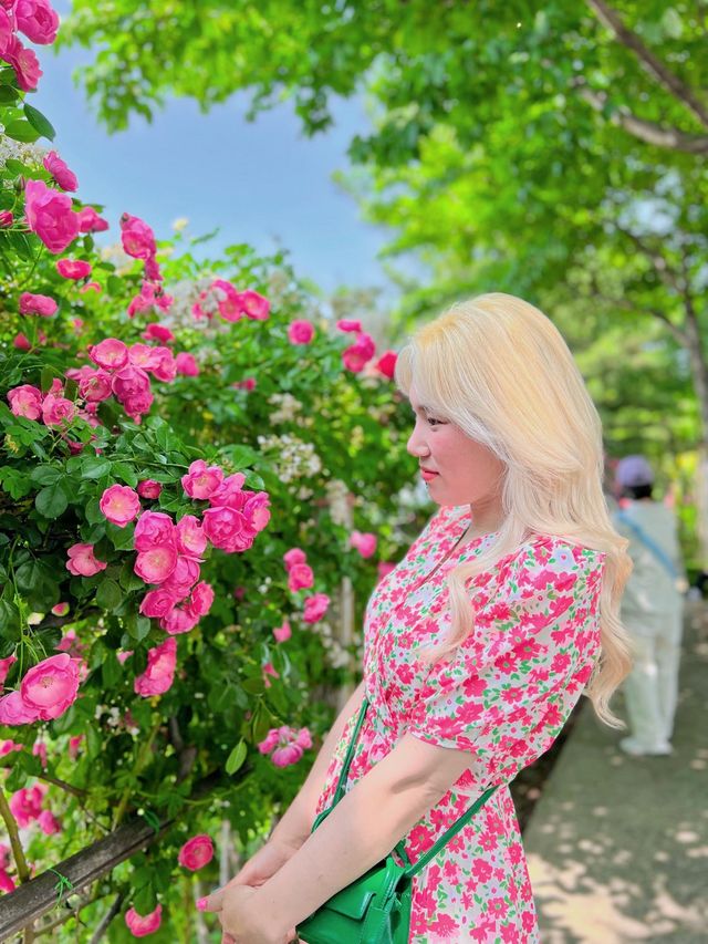 장미꽃축제 안가볼 수 없죠?