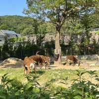 韓國必到景點首爾動物園
