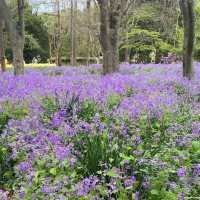 京都  四季折々のお花が楽しめるSPOT🌼