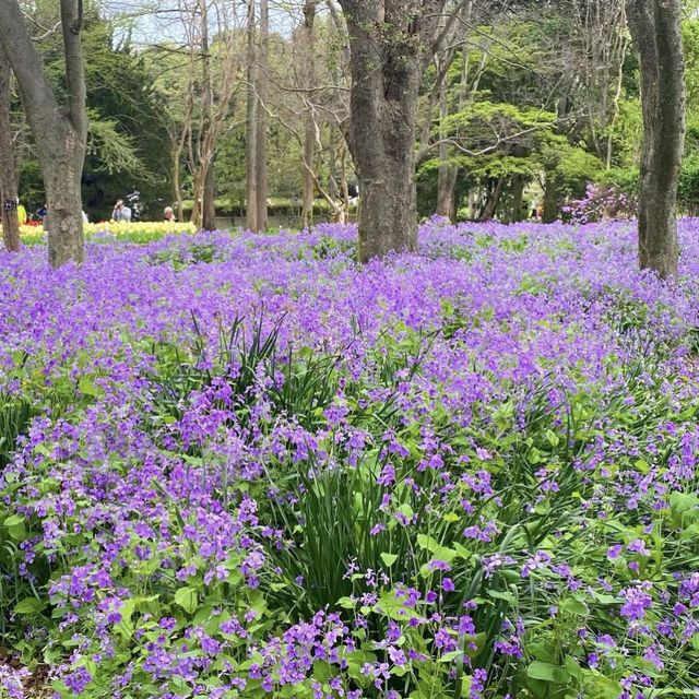 京都  四季折々のお花が楽しめるSPOT🌼