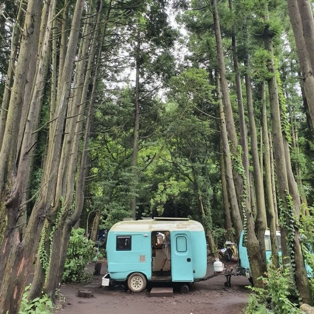 제주 푸릇한 숲에서 감성여행하기 🌳 안돌오름 비밀의숲