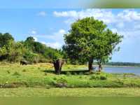 🐘 Sighting in Minneriya National Park 🇱🇰