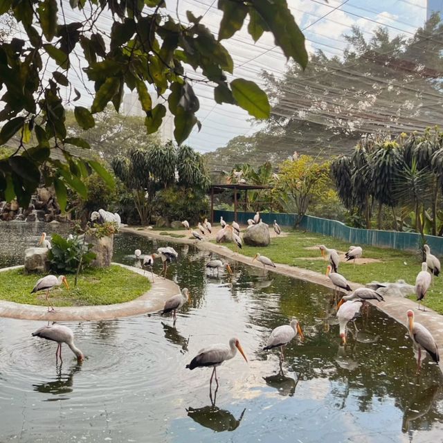 🇲🇾必去景點-吉隆坡飛禽公園