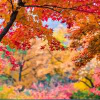 Beautiful autumn leaves wet with rain
