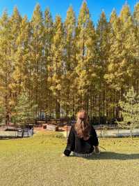 가을옷 예쁘게 입은 청남대 메타세콰이어길🍂🍁