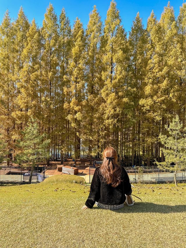 가을옷 예쁘게 입은 청남대 메타세콰이어길🍂🍁