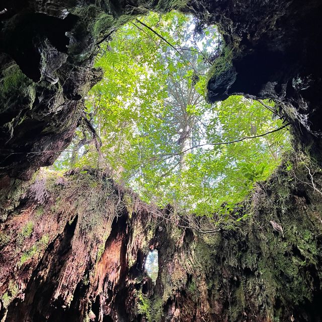 【屋久島】縄文杉トレッキングツアー