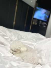 香港最pet friendly的五星級打卡酒店-香港美利酒店
