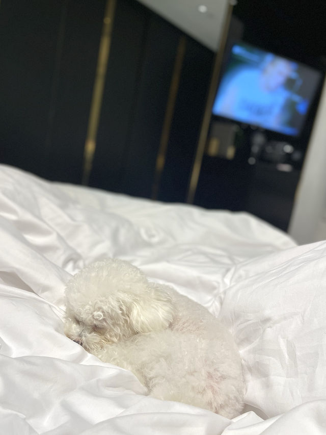 香港最pet friendly的五星級打卡酒店-香港美利酒店