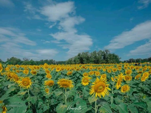 ชมฟรี ทุ่งดอกทานตะวัน อ่างเก็บน้ำดอกกราย