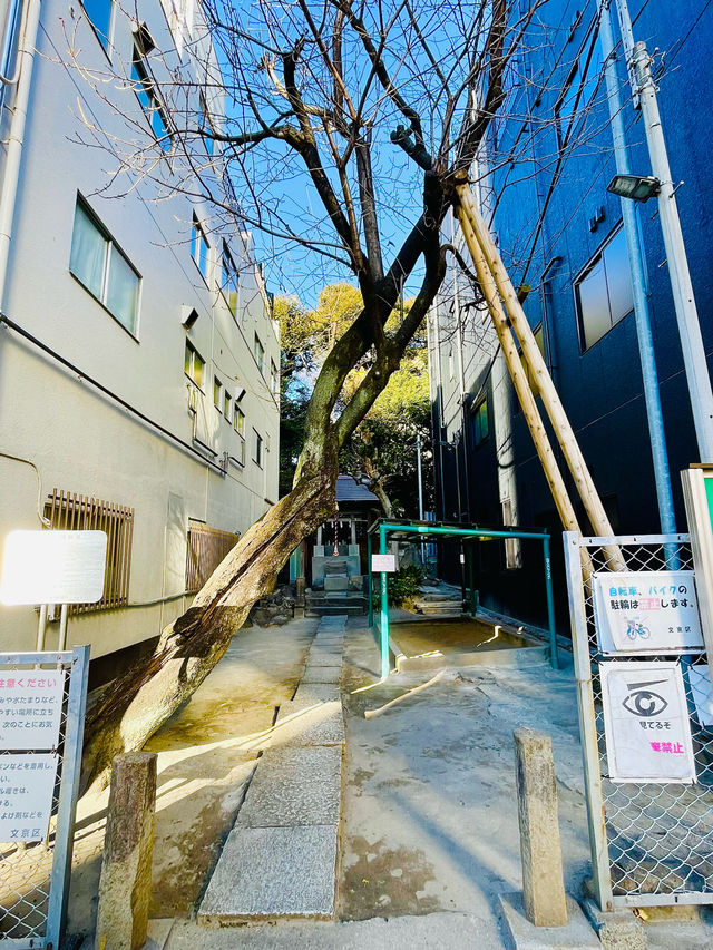 【東京都/富士浅間神社】かつての本郷の富士山を感じられる神社