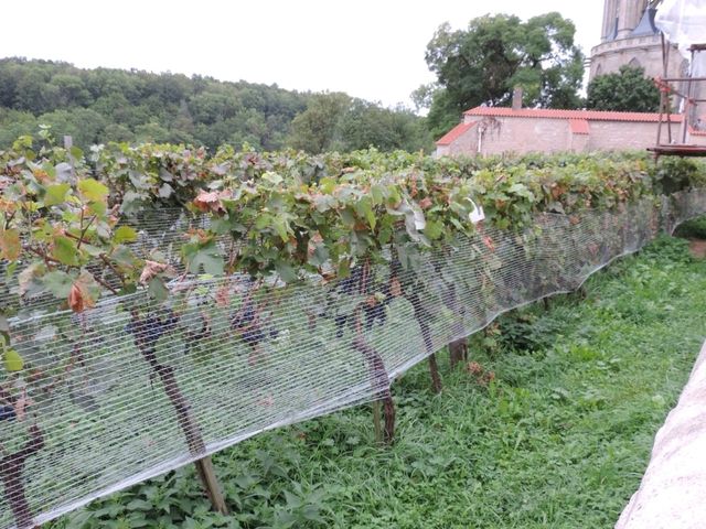 【捷克】庫特納霍拉頂級拍照地點～索赫畫廊：葡萄園、森林、雕像