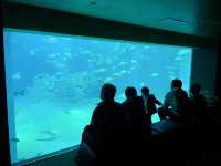 Kaiyukan พิพิธภัณฑ์สัตว์น้ำกลางเมืองโอซาก้า 🐋