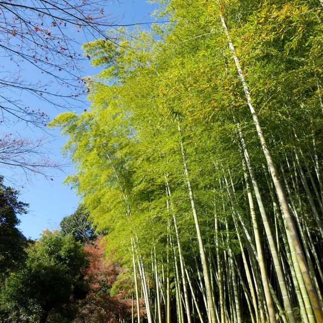 2月鹿兒島五天自由行