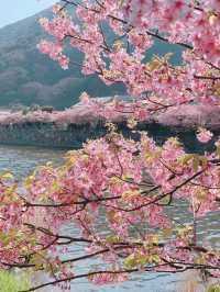 【静岡】今年のお花見はここで決まり🌸🍡【河津桜】