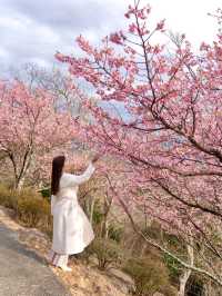 【静岡県/伊豆の国】ここ行かなきゃ損！穴場すぎる天空のお花見スポット