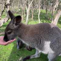 Wildlife sanctuary in Melbourne!