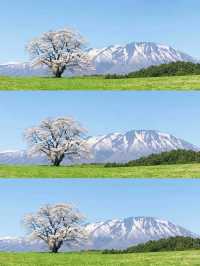 【岩手】例年GWが見頃！農場に咲く"一本桜"