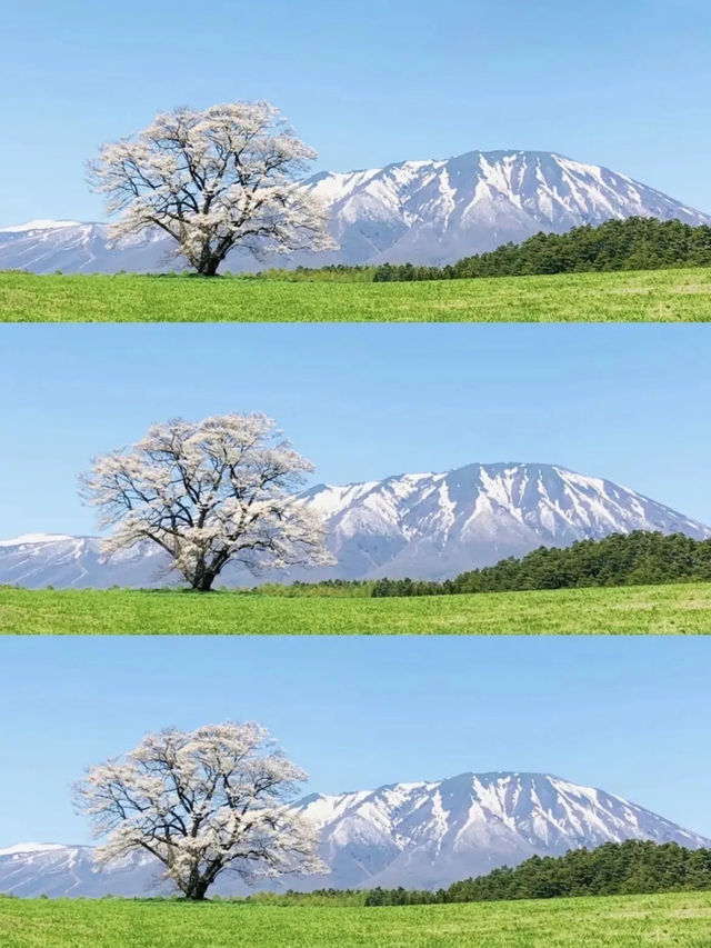 【岩手】例年GWが見頃！農場に咲く"一本桜"