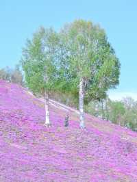 【北海道】一面ピンクの山！東藻琴芝桜公園