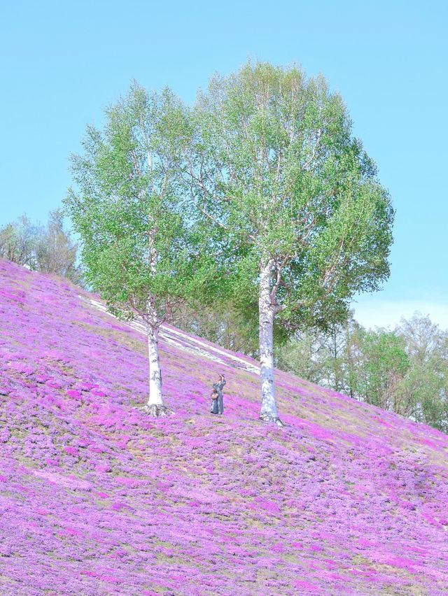 【北海道】一面ピンクの山！東藻琴芝桜公園