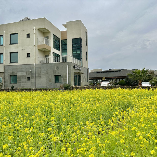 제주도 서귀포 산방산 유채꽃 🌼