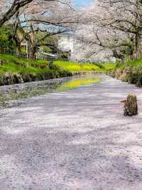 花筏と和舟の江戸時代の風情を満喫、川越の桜