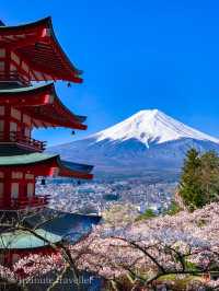 超人気桜スポット、新倉山浅間公園でスムーズにお花見をするポイント