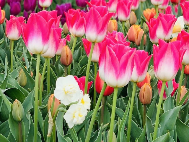 Sinan Tulip Festival 