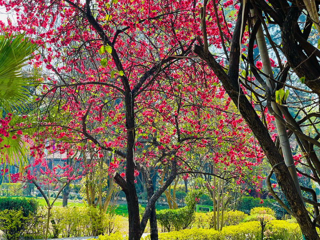 Enveloped by a sea of pink petals.