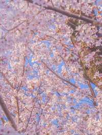 東京の多分真ん中🌸広い千鳥ヶ淵の桜のオススメスポット