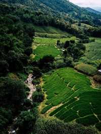 ดอยที่ชิวที่สุด ดอยลิไข่ เชียงราย 🌳