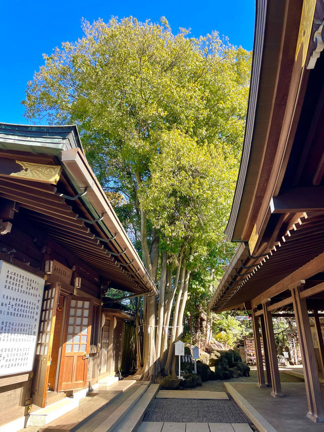 【検見川神社/千葉県】検見川さくら祭り2024