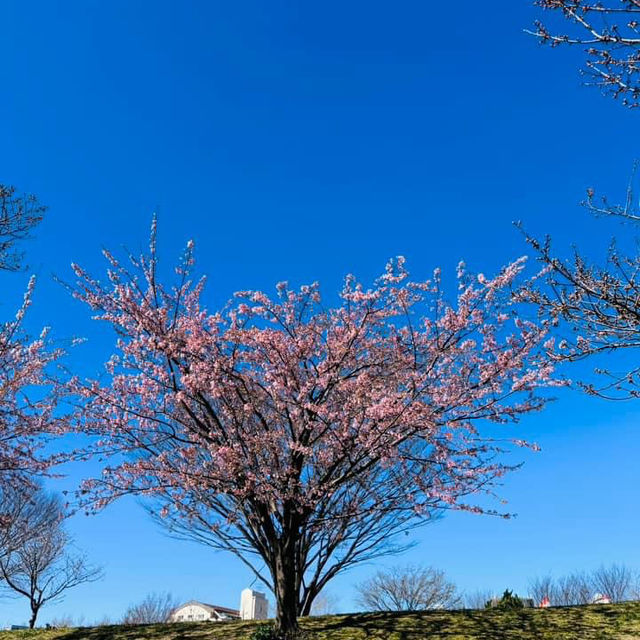 汐入公園賞櫻