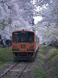 青森・桜】駅と列車と桜のコラボレーション🚃🌸穴場のエモいスポット✨※アクセス解説付き