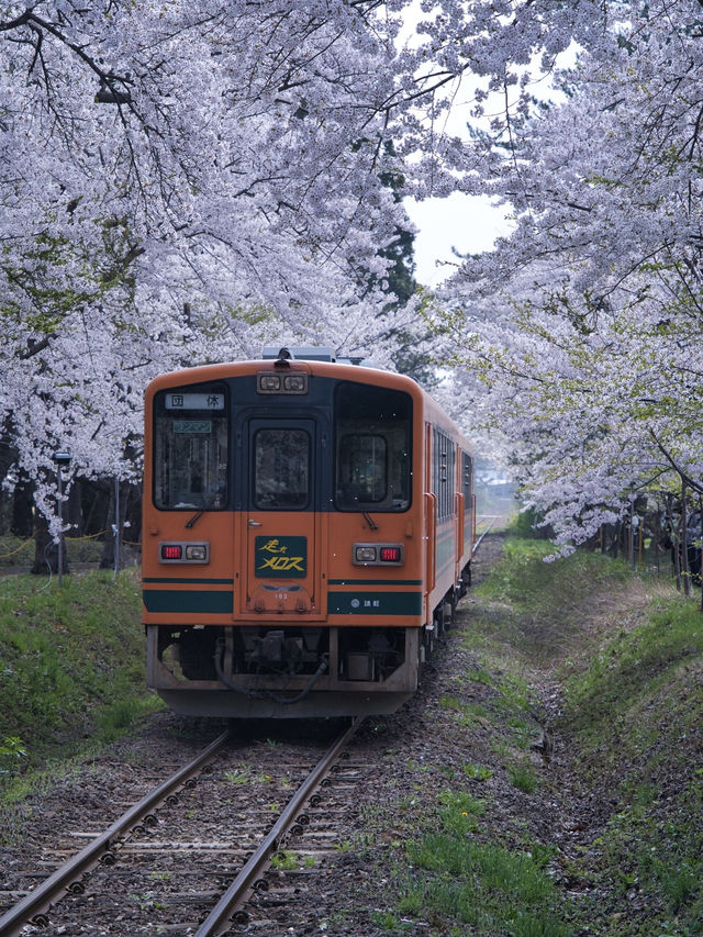 青森・桜】駅と列車と桜のコラボレーション🚃🌸穴場のエモいスポット✨※アクセス解説付き