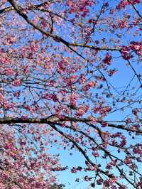 🌸Shinjuku Gyoen National Garden 