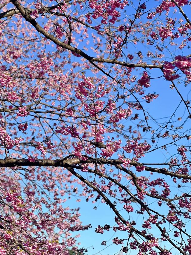 🌸Shinjuku Gyoen National Garden 