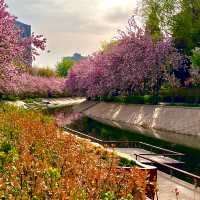 Bike ride through beautiful blossoms in Beijing 🌺🌸