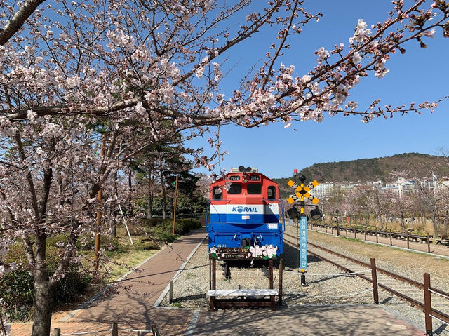 Gyeonghwa Station Cherry Blossom Road