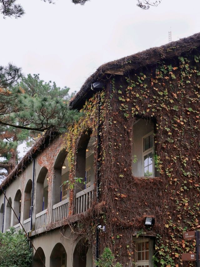 花蓮丨百年的松樹哪裡有丨松園別館