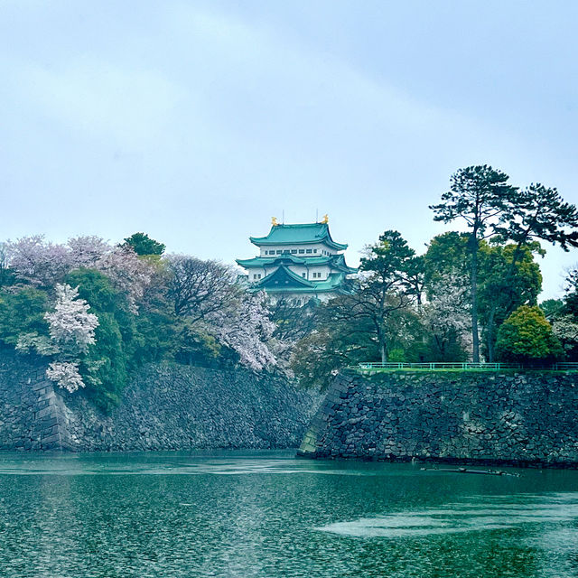 【名古屋城】雨模様の名古屋城と桜🌸