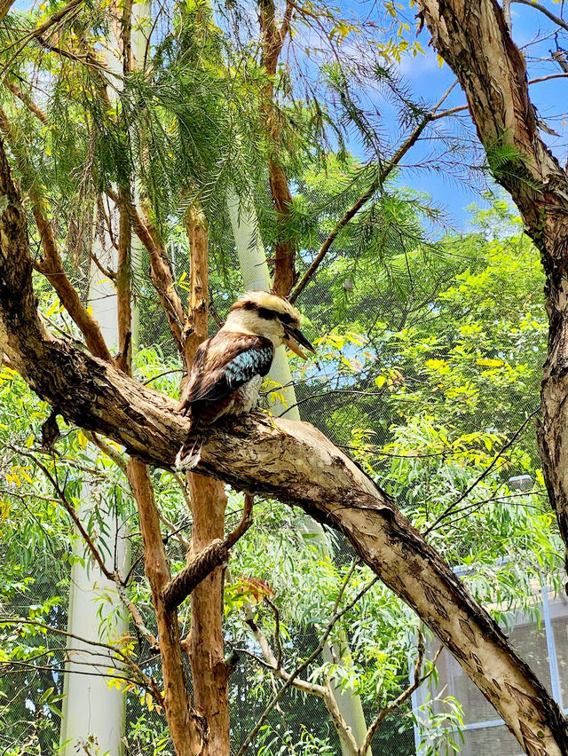 Bird Paradise