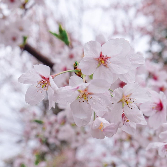 Spring in Shirakawa-go สวยเกินบรรยาย🌸