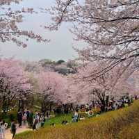 🌸 서울 벚꽃 튤립 명소, 연희 숲속쉼터 🌷