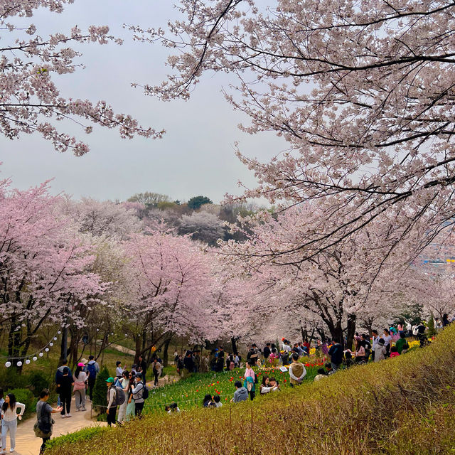 🌸 서울 벚꽃 튤립 명소, 연희 숲속쉼터 🌷