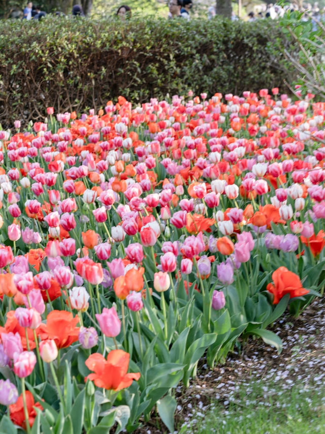 【東京都/立川市】今が見頃！25万株のお花の世界🌷